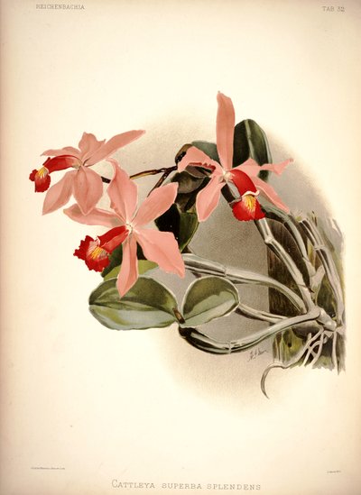Cattleya violacea by London H. Sotheran and Co.